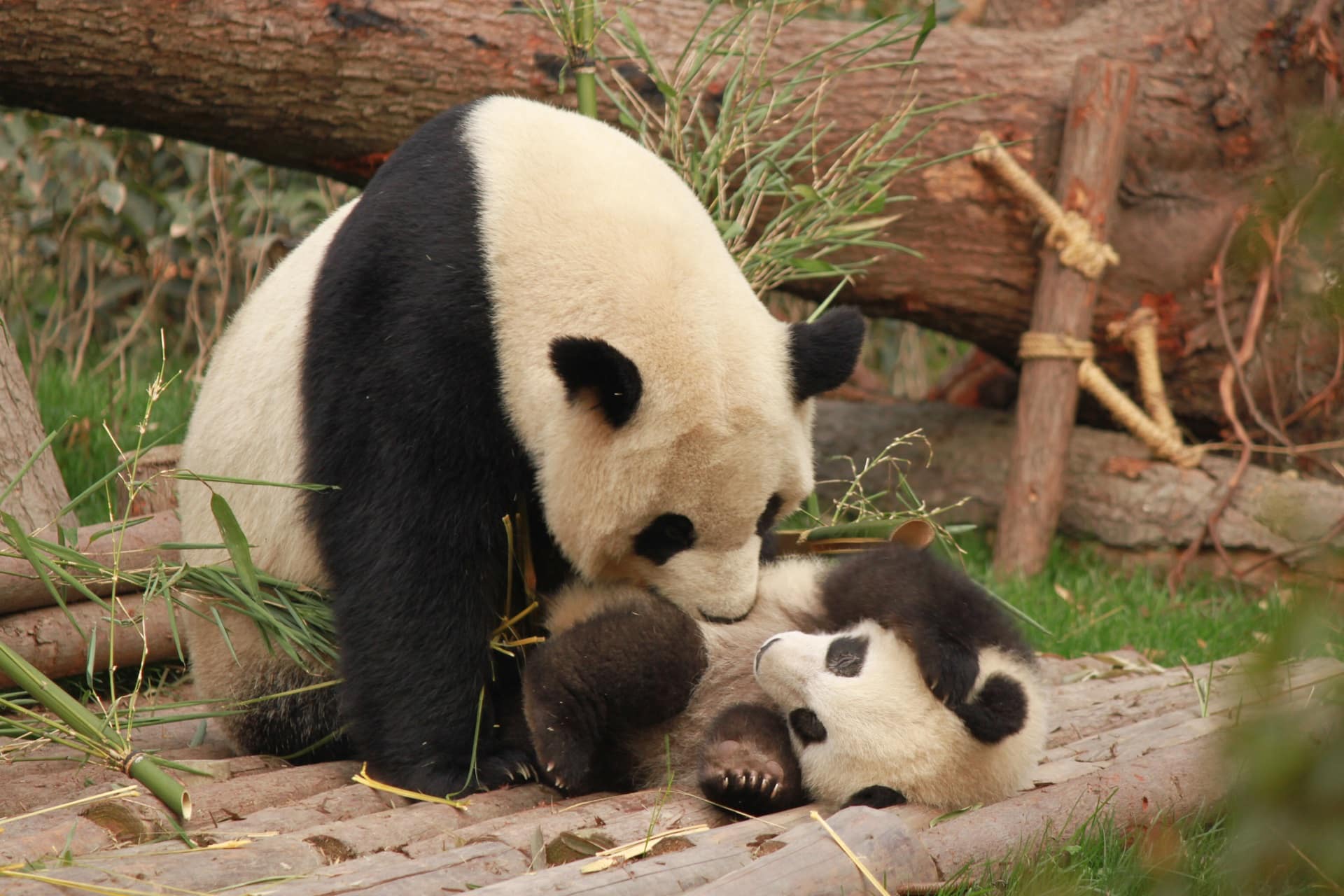 Combien de pandas dans le monde ? Etat des lieux.